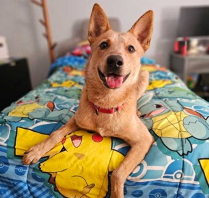 Photo of Toast