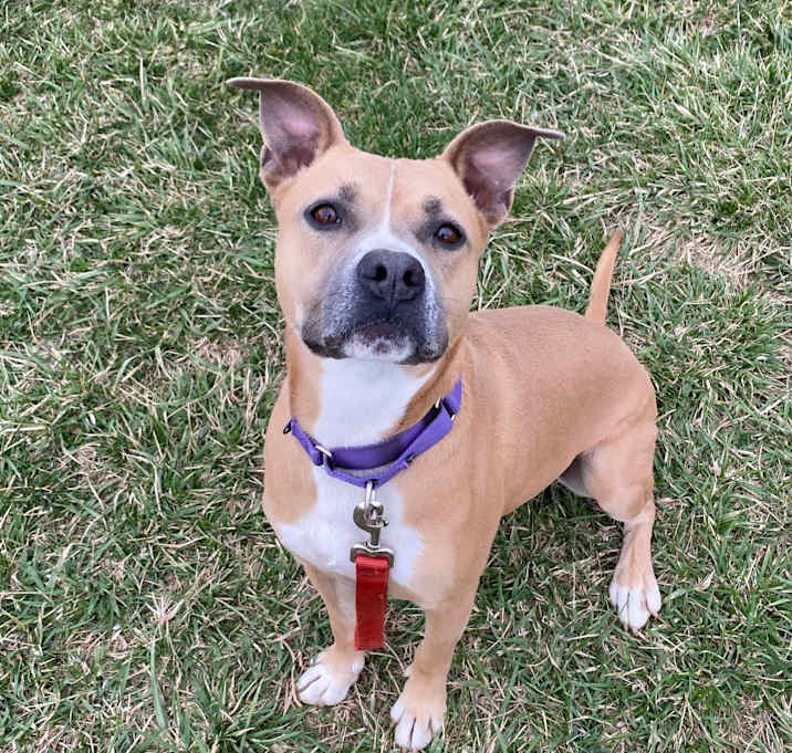 Photo of Indy