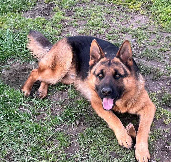 Photo of Max