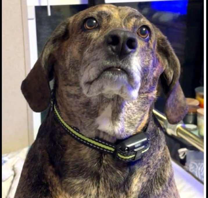 Photo of Shiloh