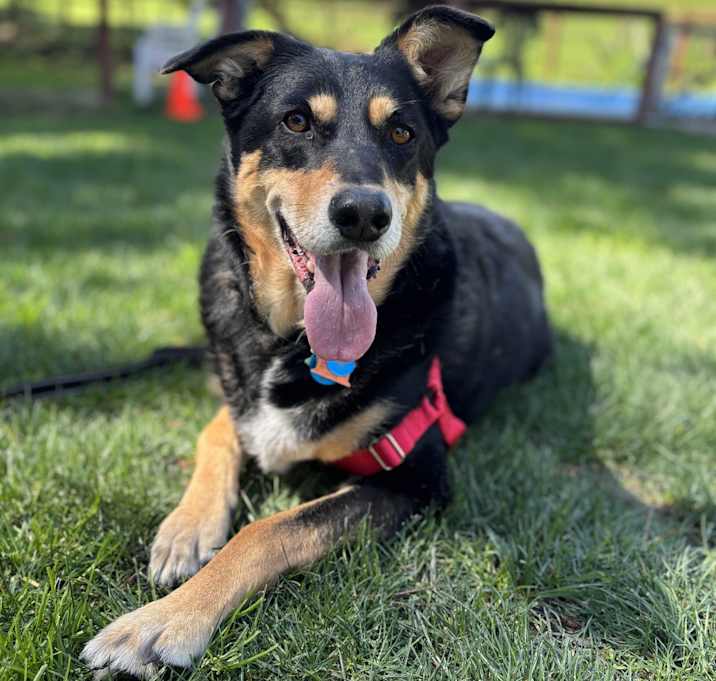 Photo of Sadie