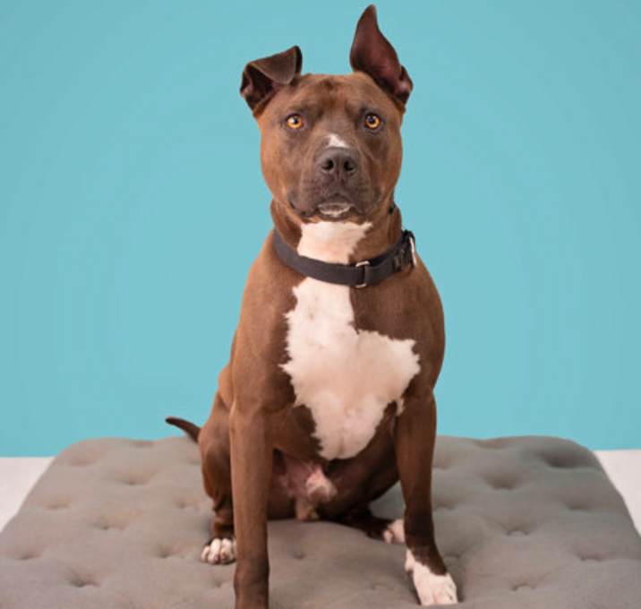 Photo of Royal