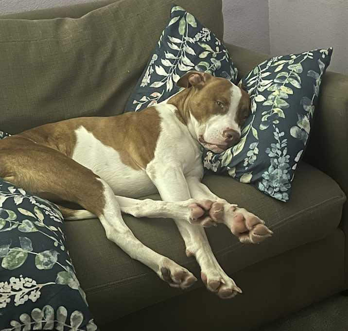 Photo of Obi