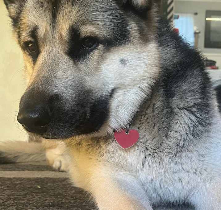 Photo of Poncho