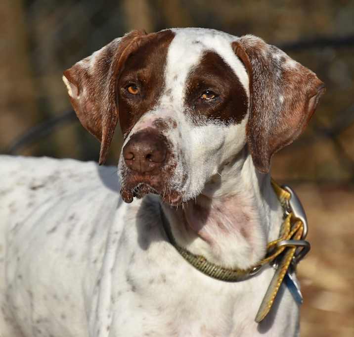 Photo of Elvis- Foster Home Needed