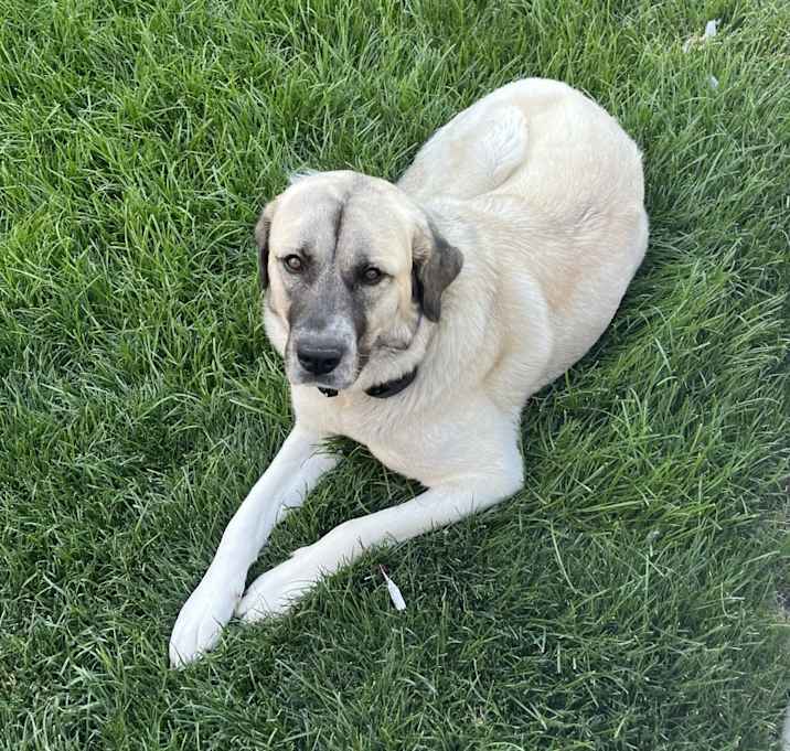 Photo of Lulu