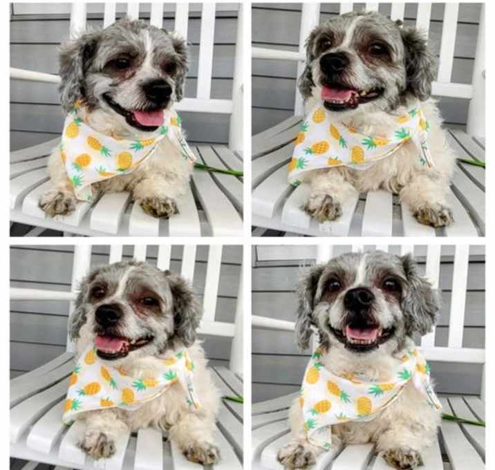 Photo of Teddy Bear