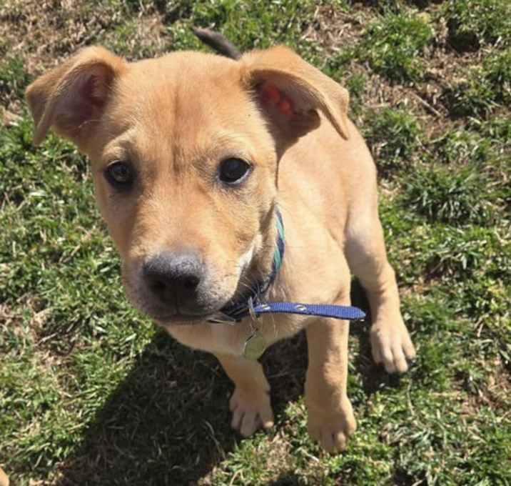 Photo of Fudge