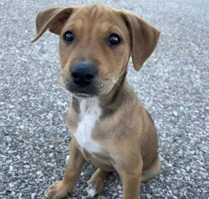 Photo of Caramel