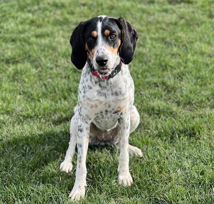 Photo of Luna