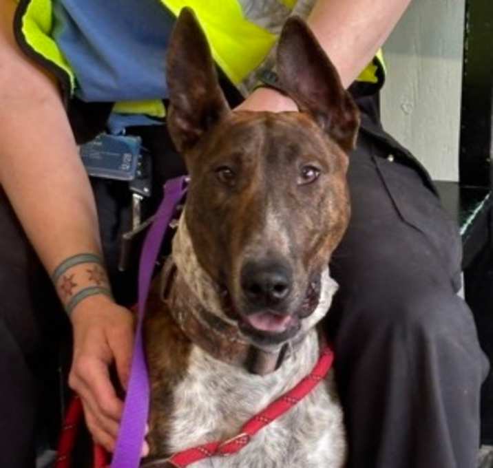 Photo of Rocco