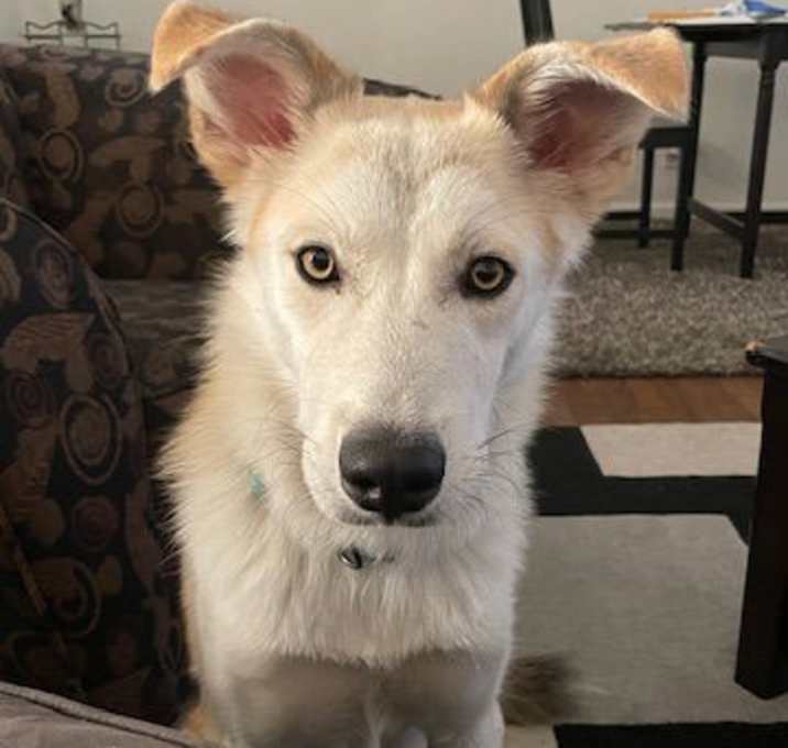 Photo of ODIE
