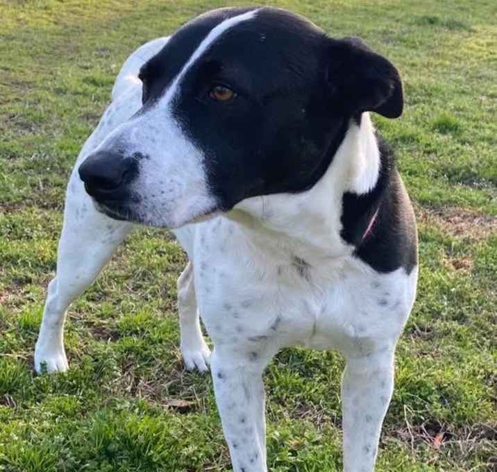 Photo of Bella