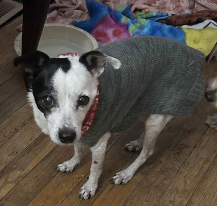 Photo of Petey-Pending