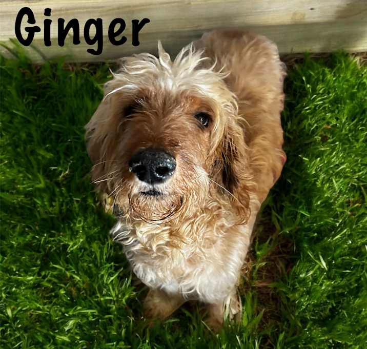 Photo of Ginger