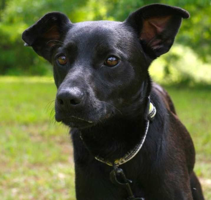 Photo of Onyx