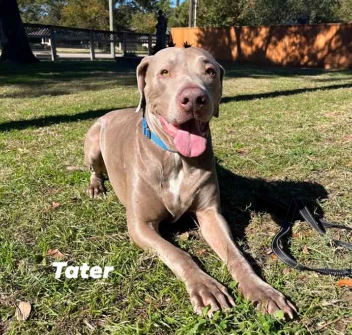Photo of Tater