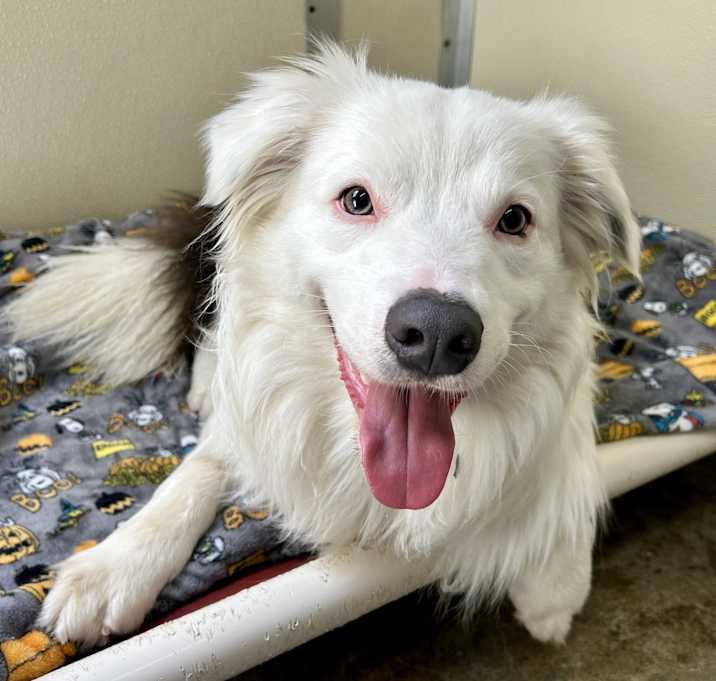Photo of Dodger