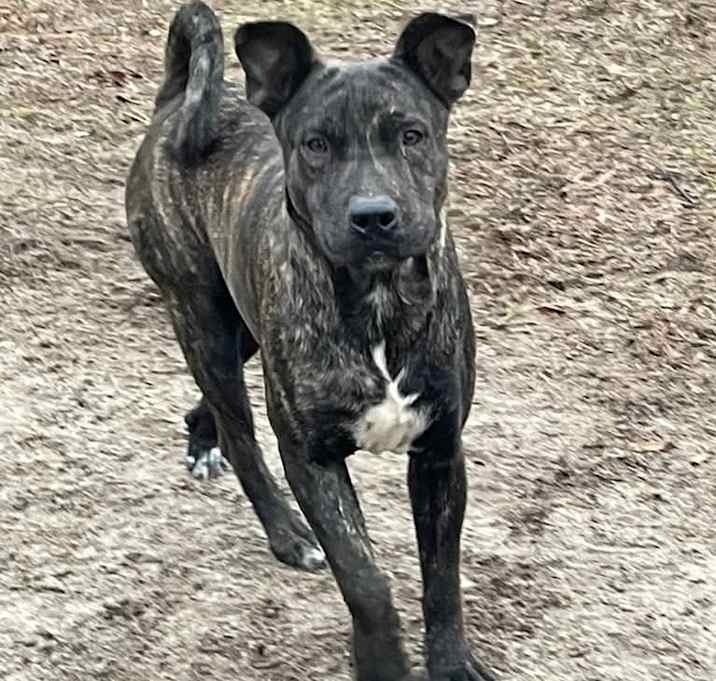 Photo of Brody