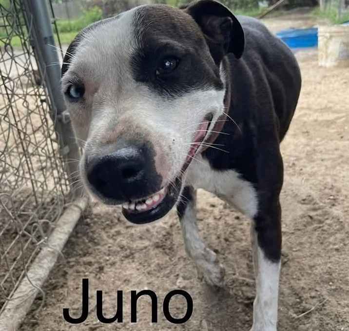 Photo of Juno