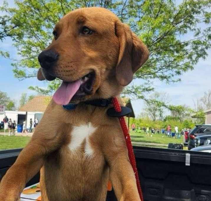 Photo of Chevy (Simpsons Litter)