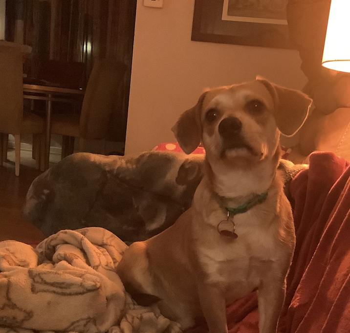 Photo of Pedro
