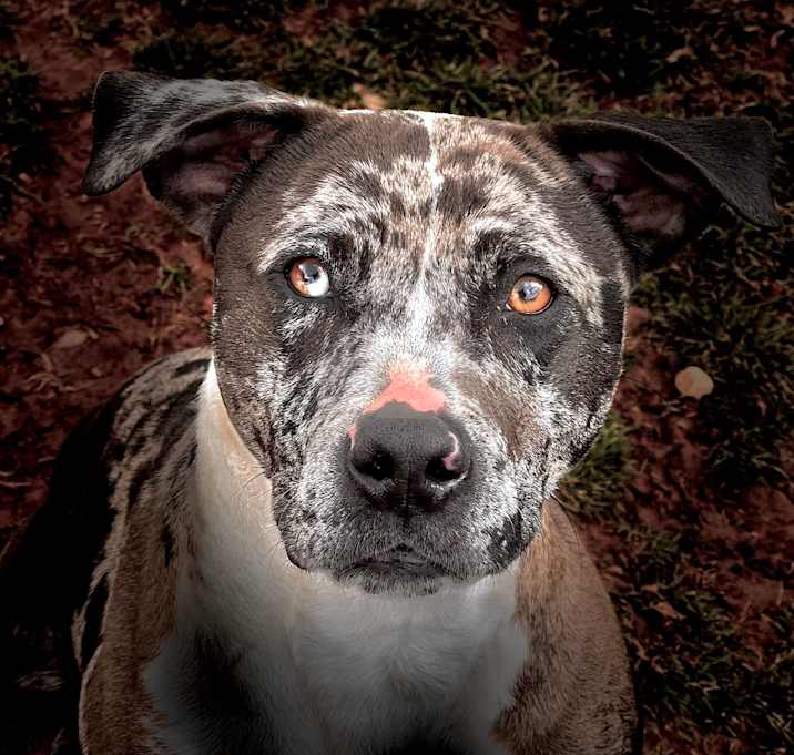 Photo of Oreo