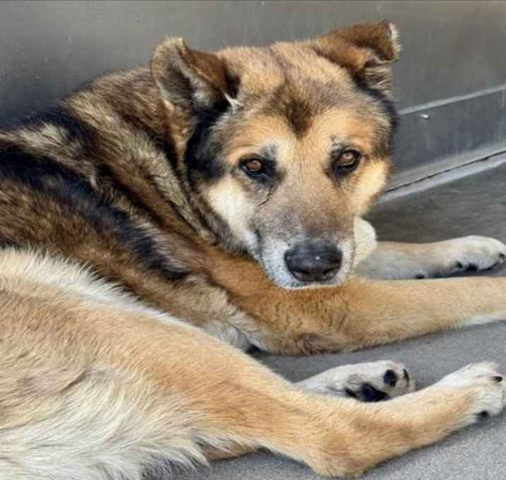 Photo of BEAR