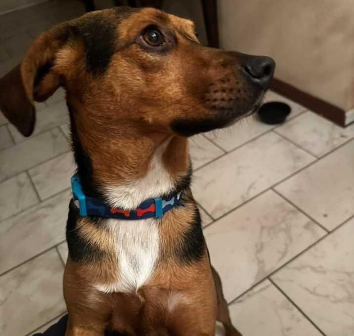 Photo of Hank