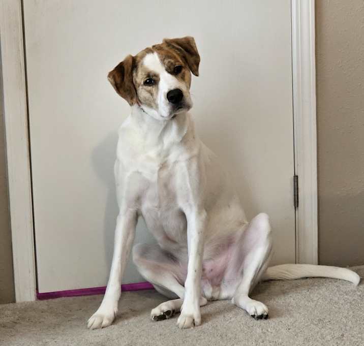 Photo of Opie