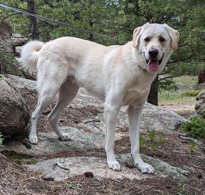 Photo of Bo