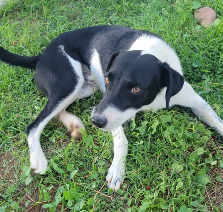 Photo of Koda