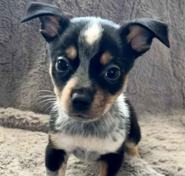 Photo of Petey