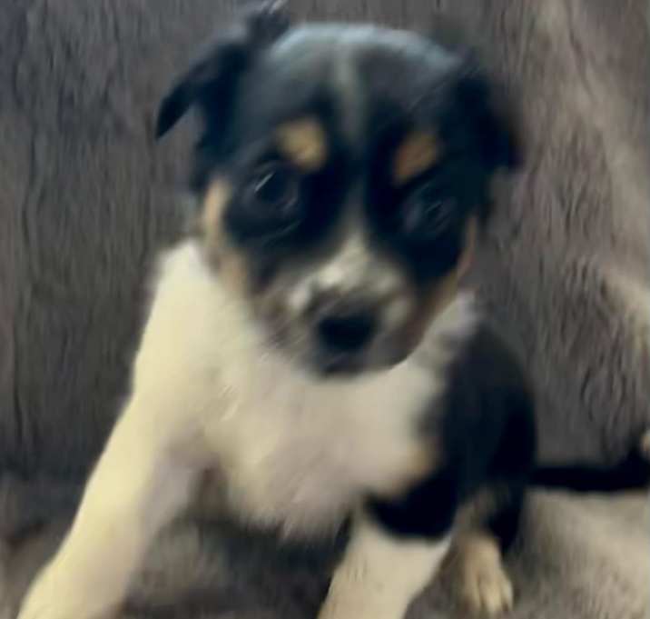 Photo of Oliver