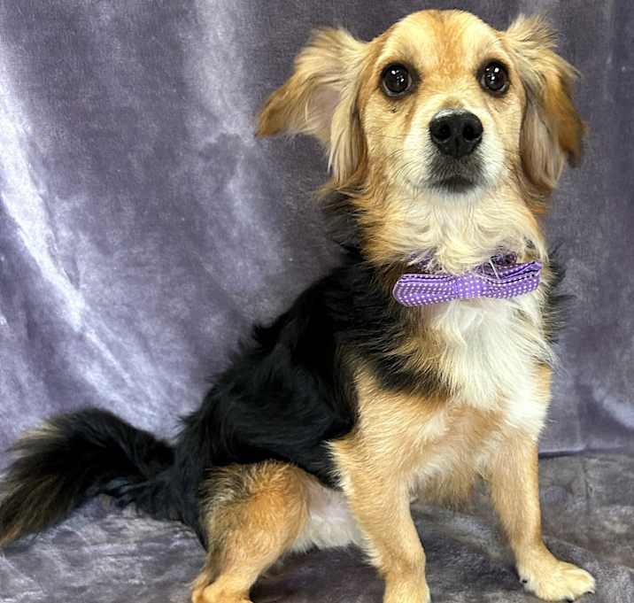 Photo of Boomer