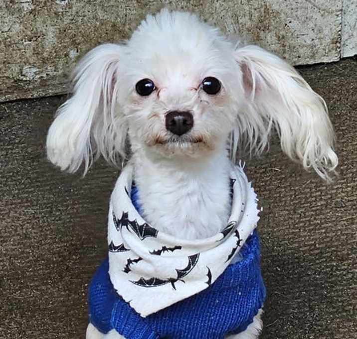 Photo of Finch