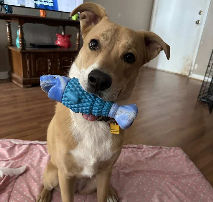 Photo of Trixie