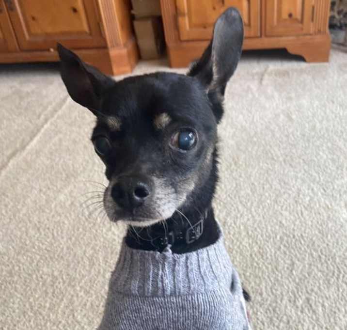Photo of Black Jack