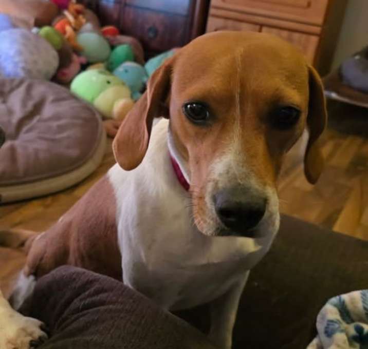 Photo of Maple