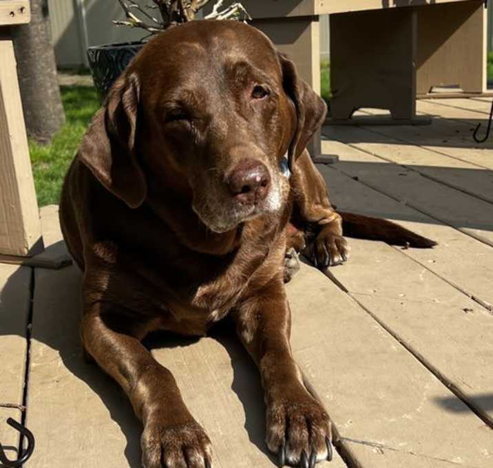 Photo of Gracie