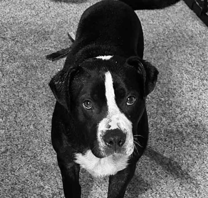 Photo of Meatball (2yo, 53lbs)
