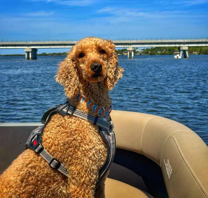 Photo of Dexter