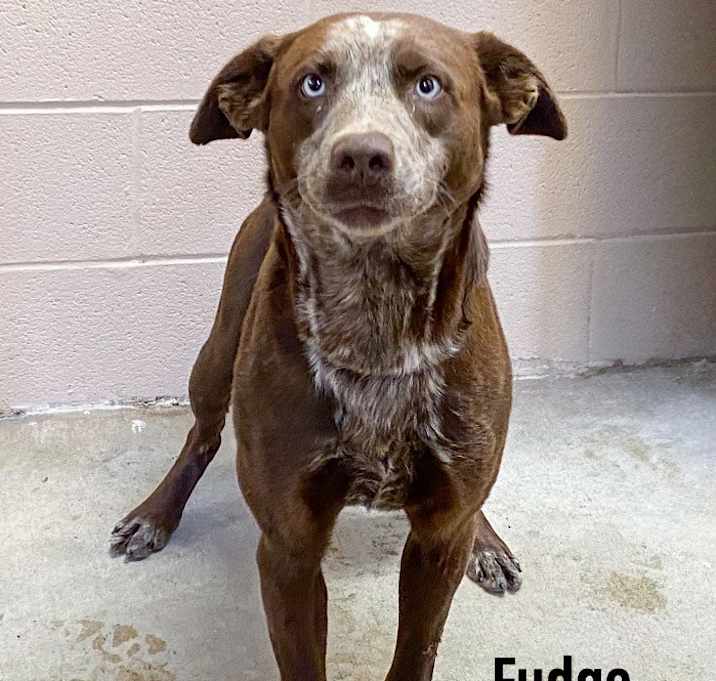 Photo of Fudge