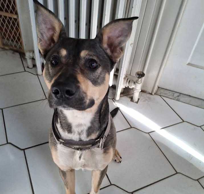 Photo of Sadie Local