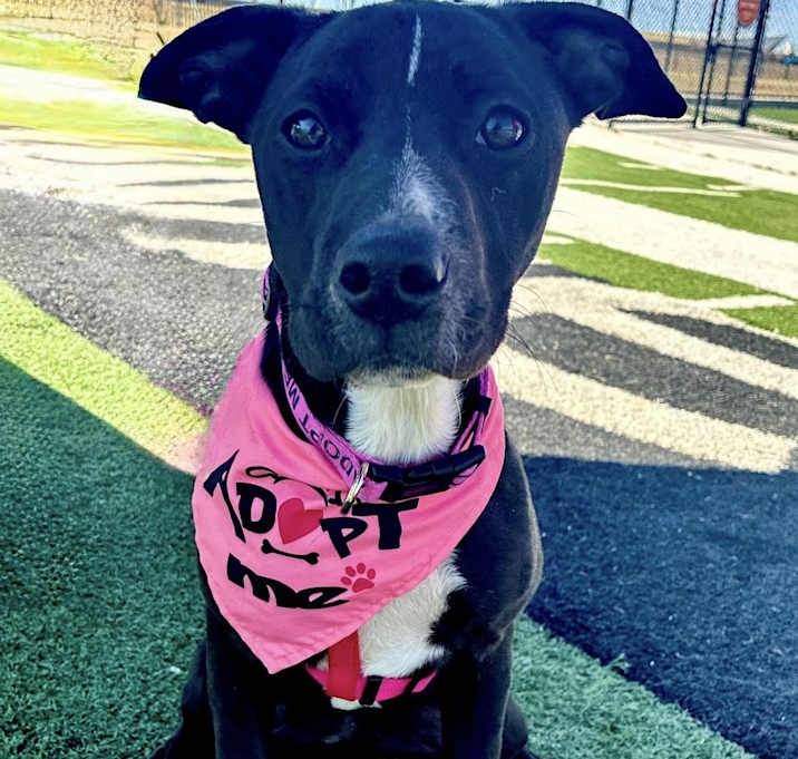 Photo of Peppa