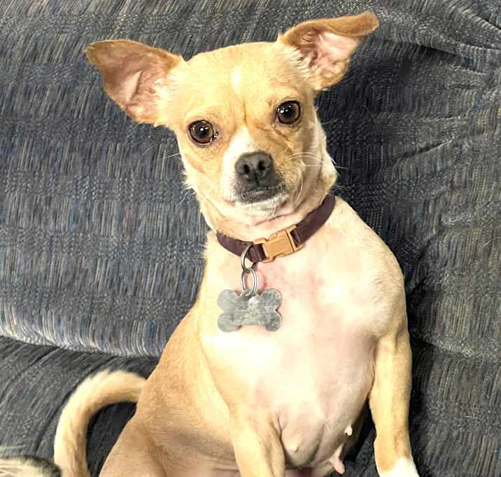 Photo of Maple