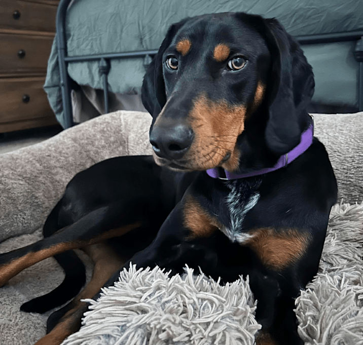 Photo of Samson/Doobie *Thanks to the kindness of Matthew D, my adoption fee is fully sponsored*