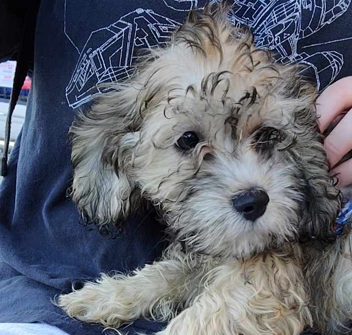 Photo of Toby
