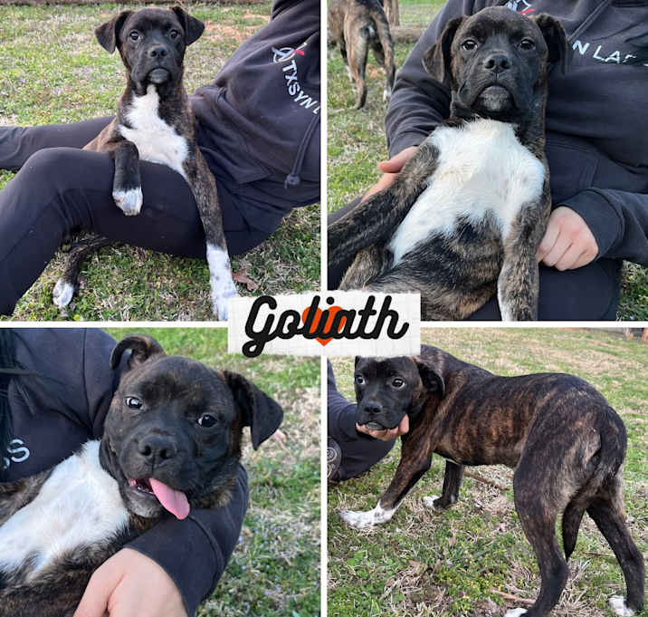 Photo of Goliath