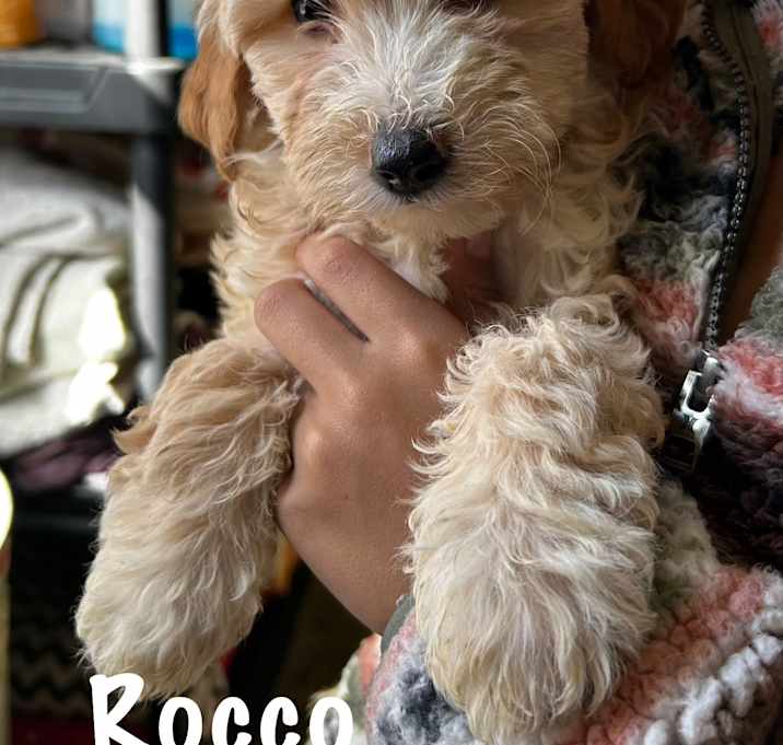 Photo of Rocco